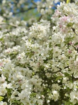 Hofgarten freising-2