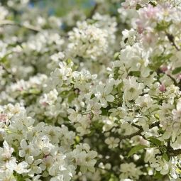 Hofgarten freising-2