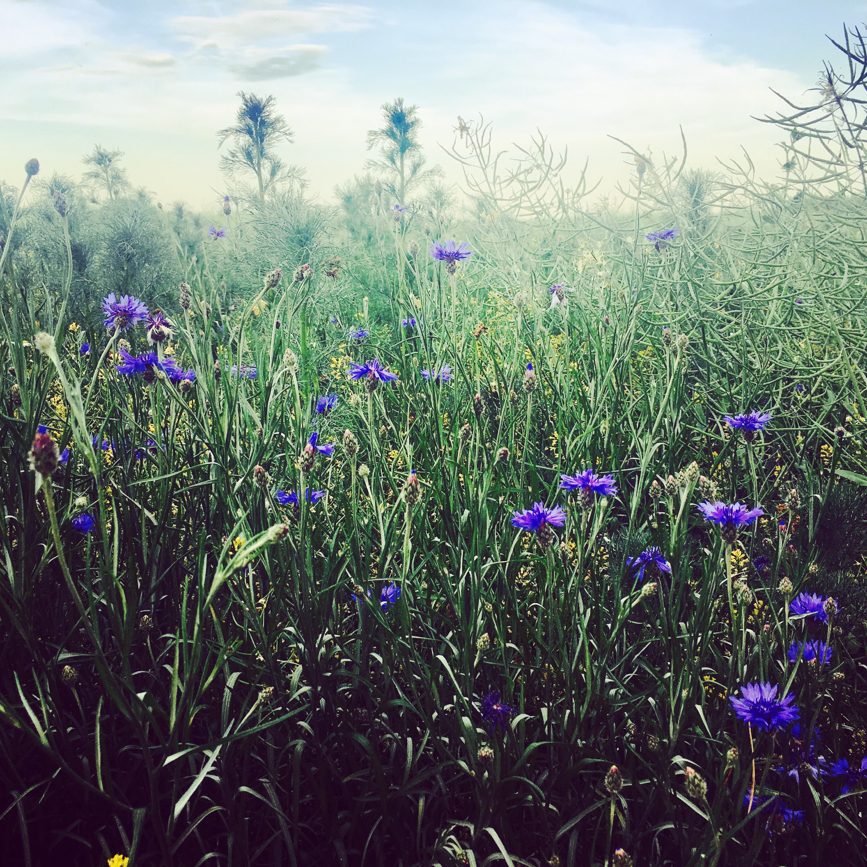 Die Welt ist ein Gemälde. Lasst uns gut auf sie aufpassen!