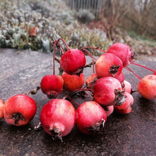 Winterliche Schmuckstücke: leicht gefrostet Zieräpfel